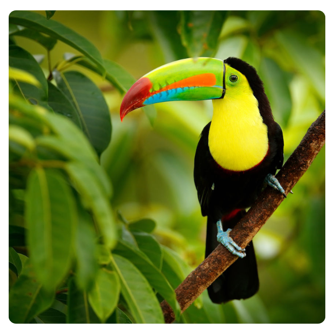 Гемблинг лицензия в Коста-Рике - фото 56855